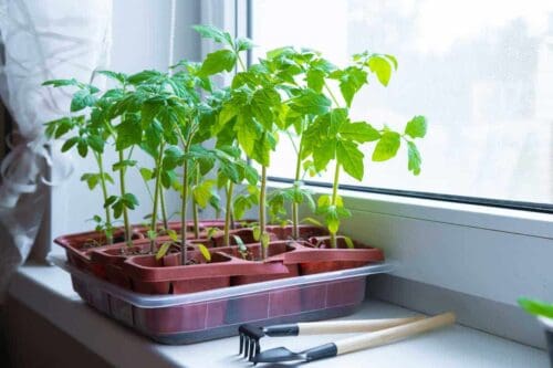 Tomatoes Plants Being Grown At Home.