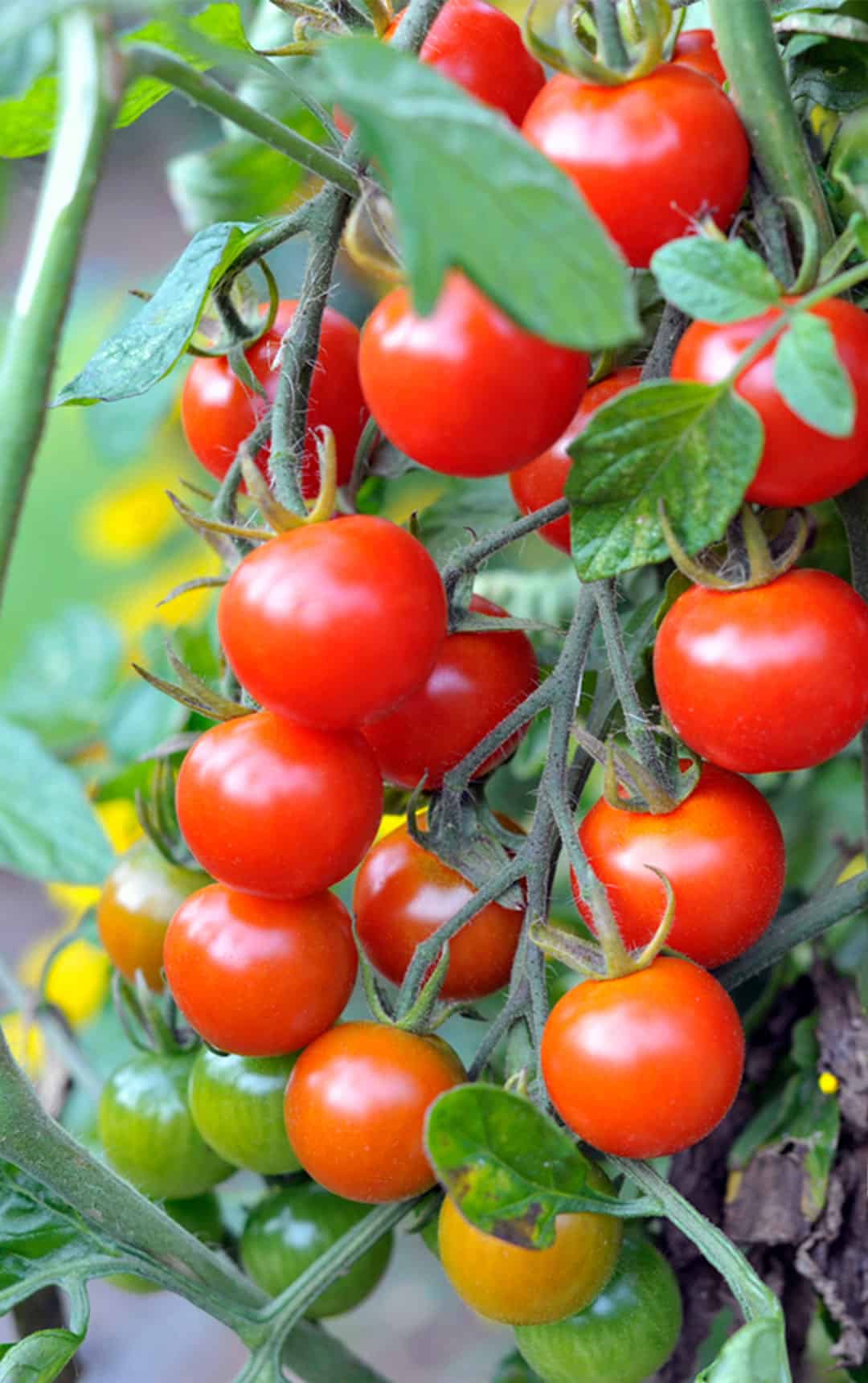 Outdoor grown Cherry tomatoes, F1 Sweet Million, ripening on the vine.