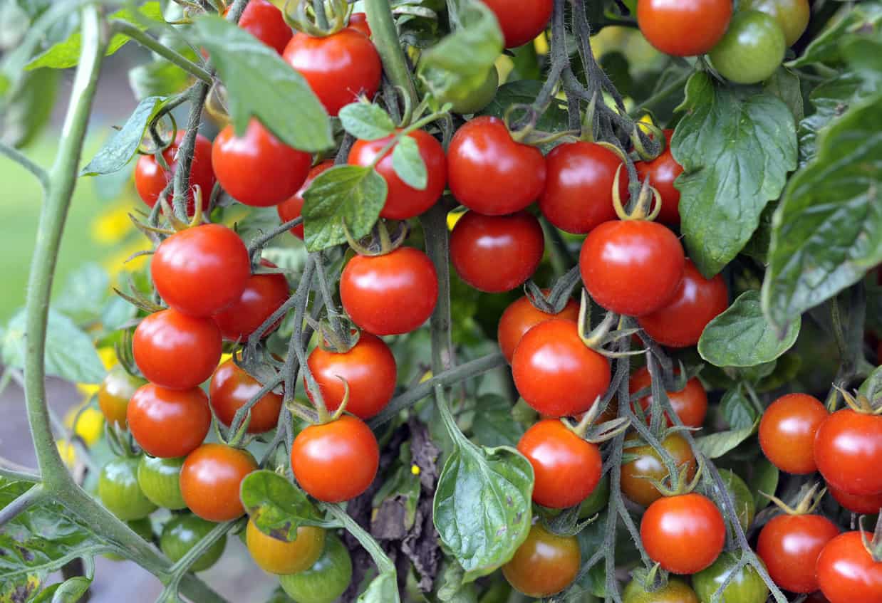 Outdoor grown Cherry tomatoes, F1 Sweet Million, ripening on the vine.