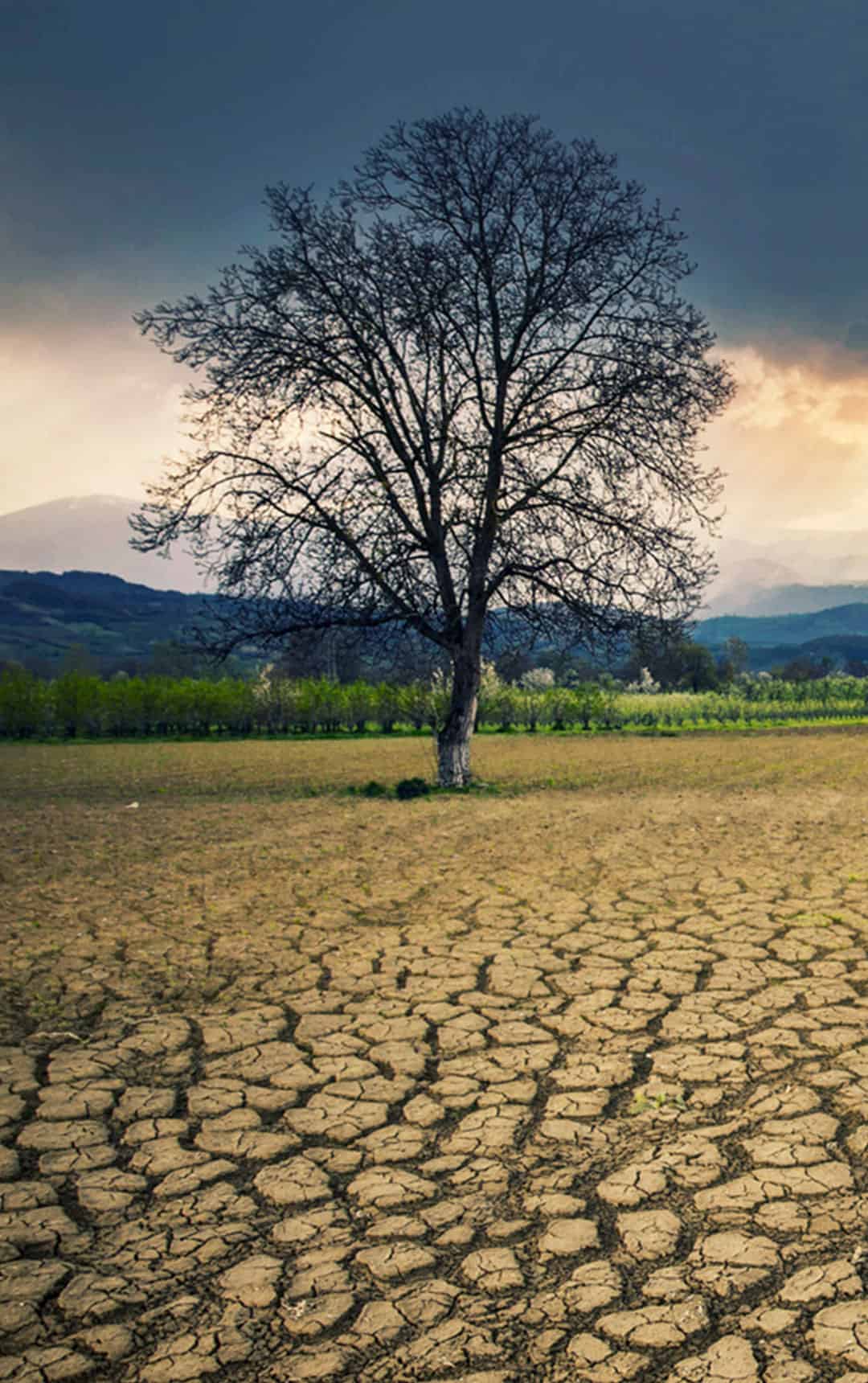 Life's climate challenge workshop covers the climate cycle with students. Image shows a parched Earth landscape with dehydrated soil and tree.