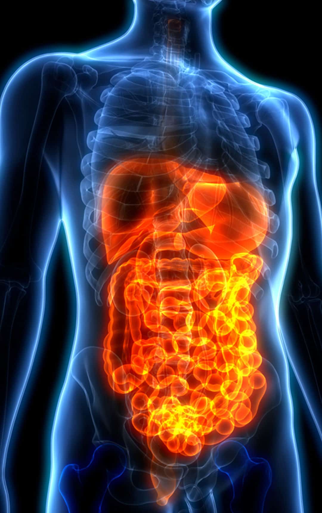Internal organs of a human body are covered on this Disgusting Digestion schools' workshop.