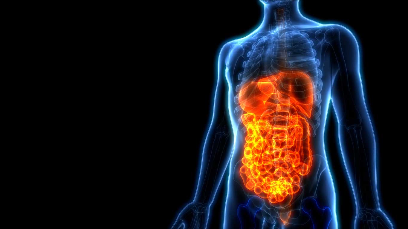 Internal organs of a human body are covered on this Disgusting Digestion schools' workshop.