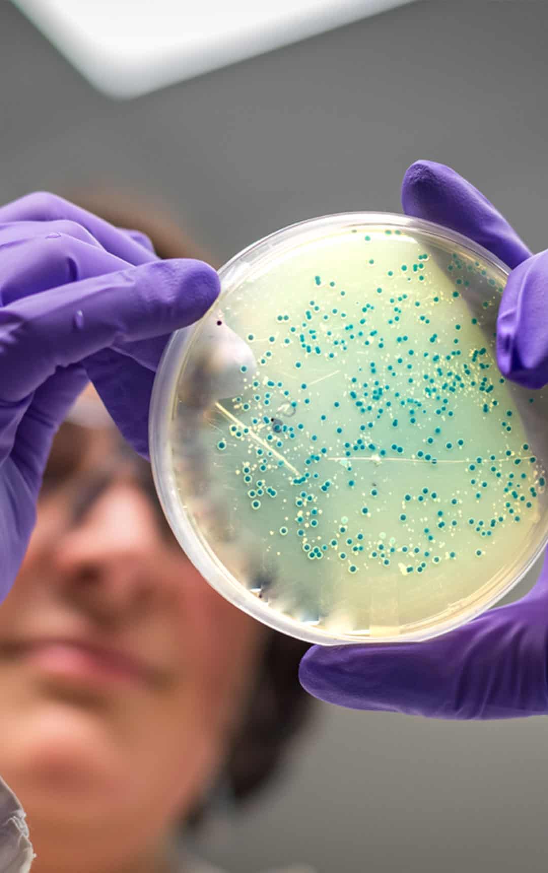 Bacterial culture plate examination by a female school student in Life Science Centre workshop laboratory.