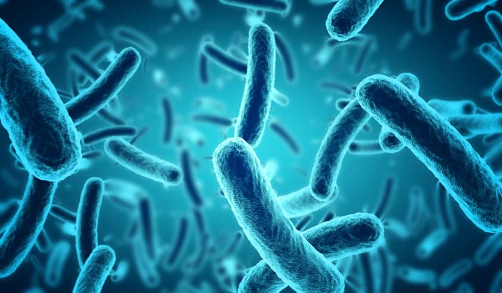 Students step into the role of a clinical bacteriologist and investigate DNA sample like this microscopic blue bacteria in this Key Stage 4 schools' workshop.
