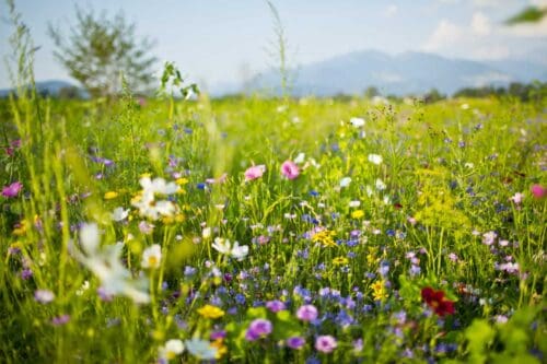 Beautiful wild meadow in the spring sun.