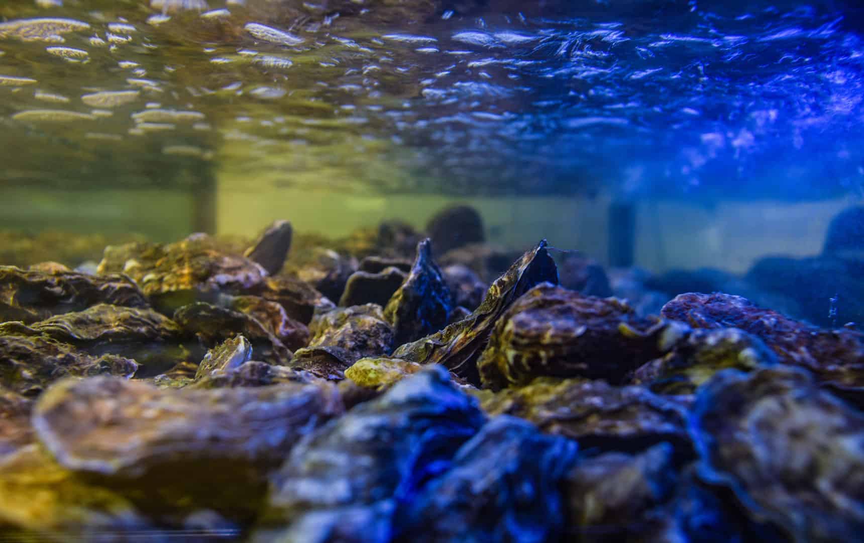 Oysters in the aquarium stock photo