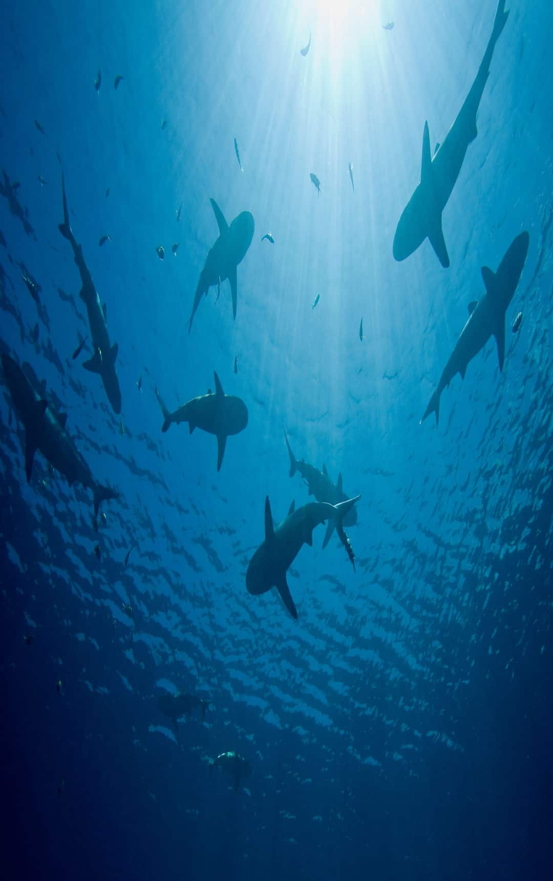 Sharks swimming around the ocean underwater stock photo