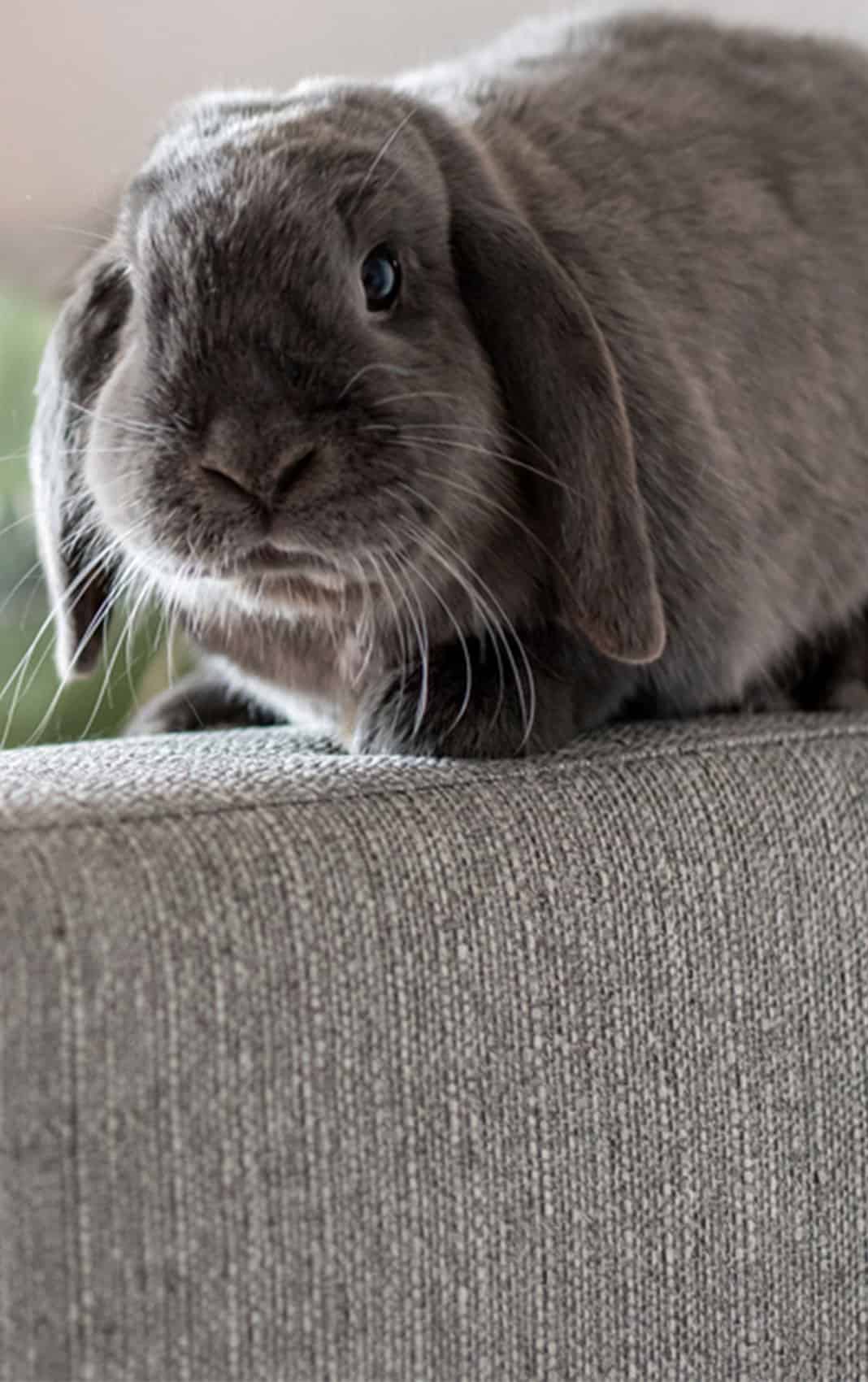 Cute little bunny on the sofa posing to the camera