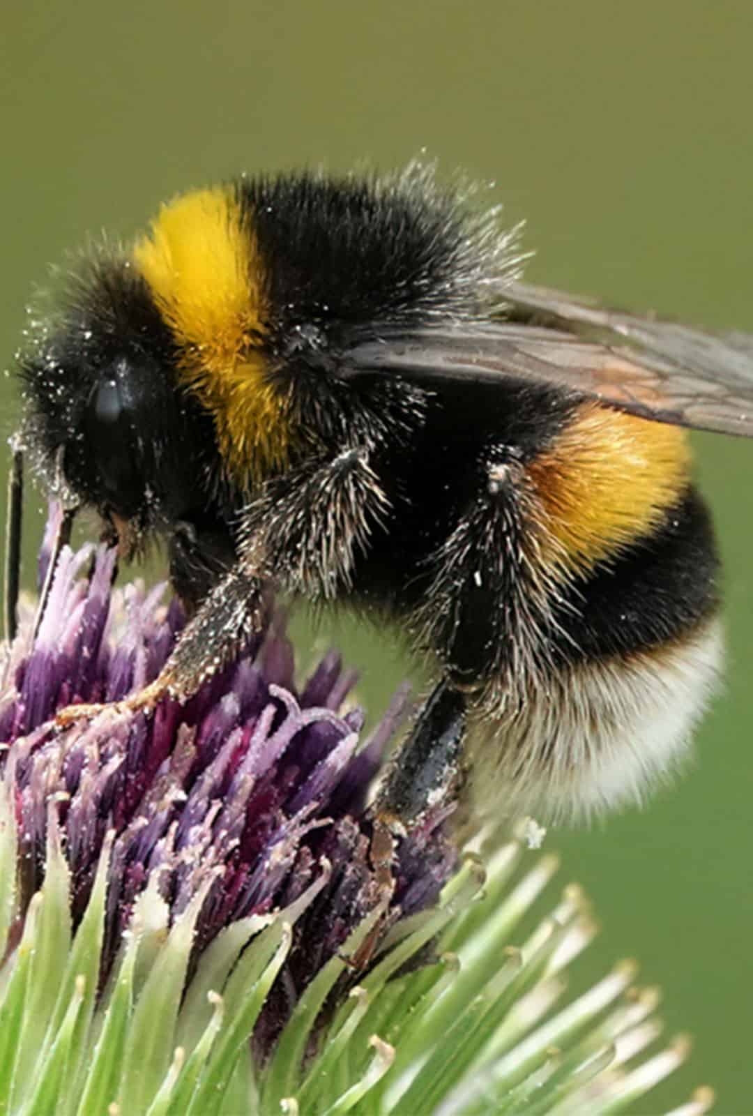 A Bumblebee Perching On A Thistle Against A Plain Green Background.