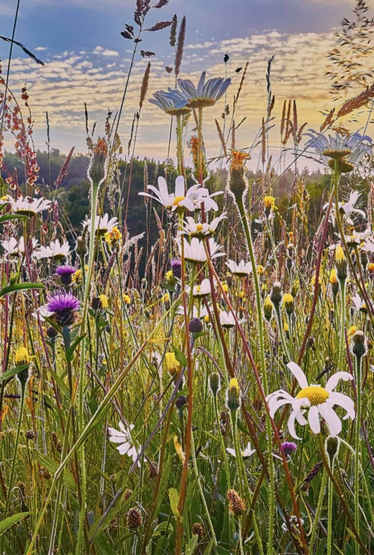 Flower Rich Wild Flower Meadow