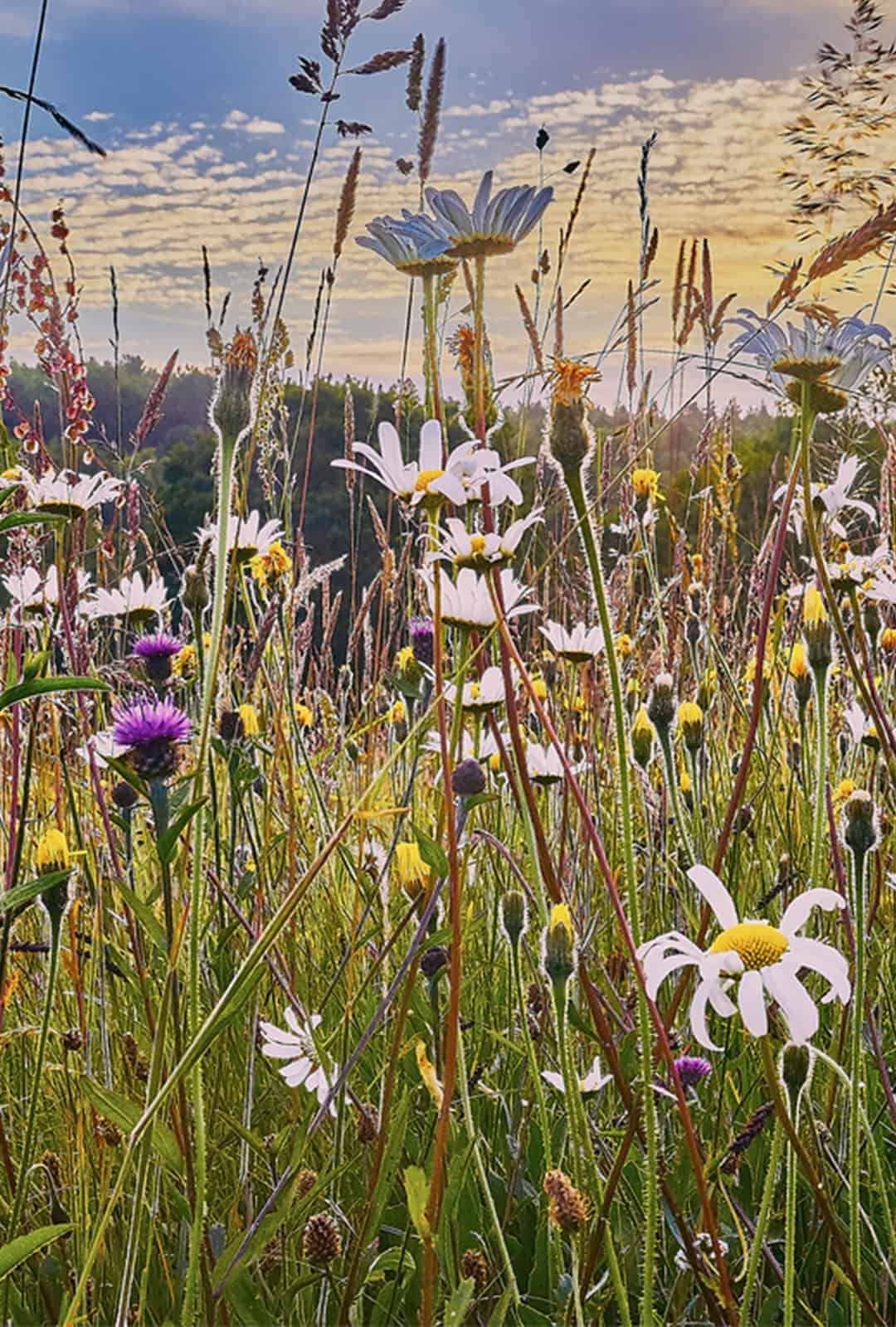Flower Rich Wild Flower Meadow