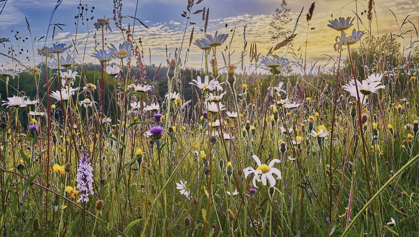 Flower Rich Wild Flower Meadow