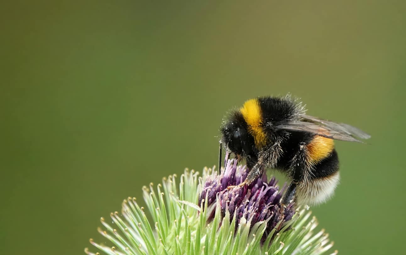 A Bumblebee Perching On A Thistle Against A Plain Green Background.