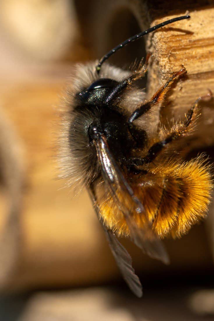 Close Up Of Bee Pollinating on Wood.