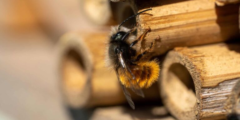 Close Up Of Bee Pollinationg Of A Wood