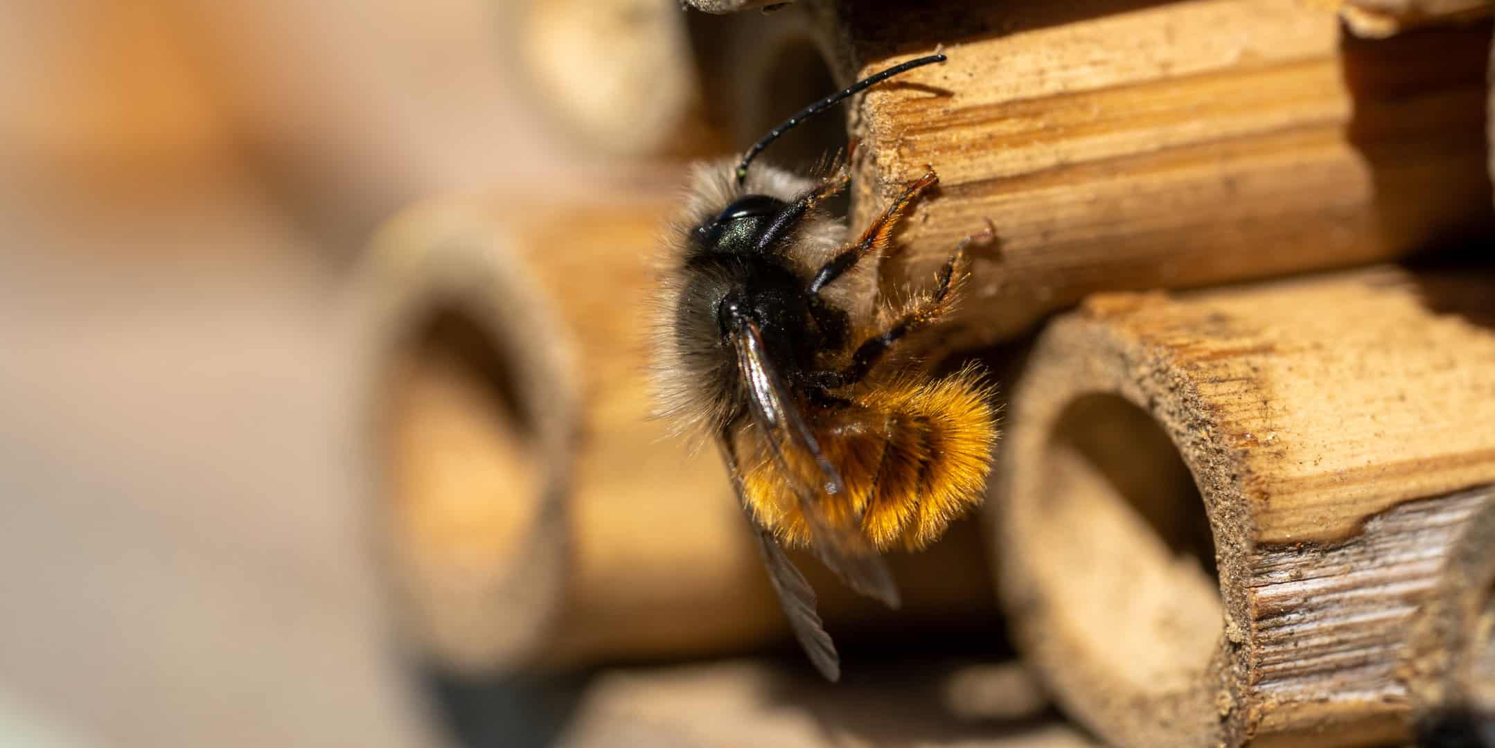 Close Up Of Bee Pollinationg Of A Wood