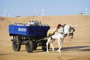 Donkey harnessed to a cart carries divers oxygen cylinders