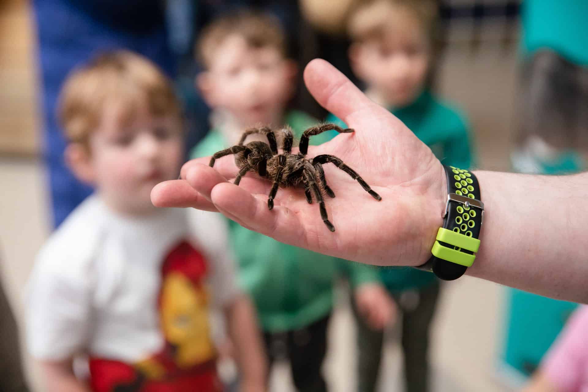 Demonstrater holding spider at Minibeast Show at Life Science Centre.