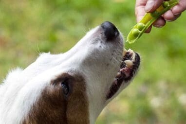 Dog eating peas