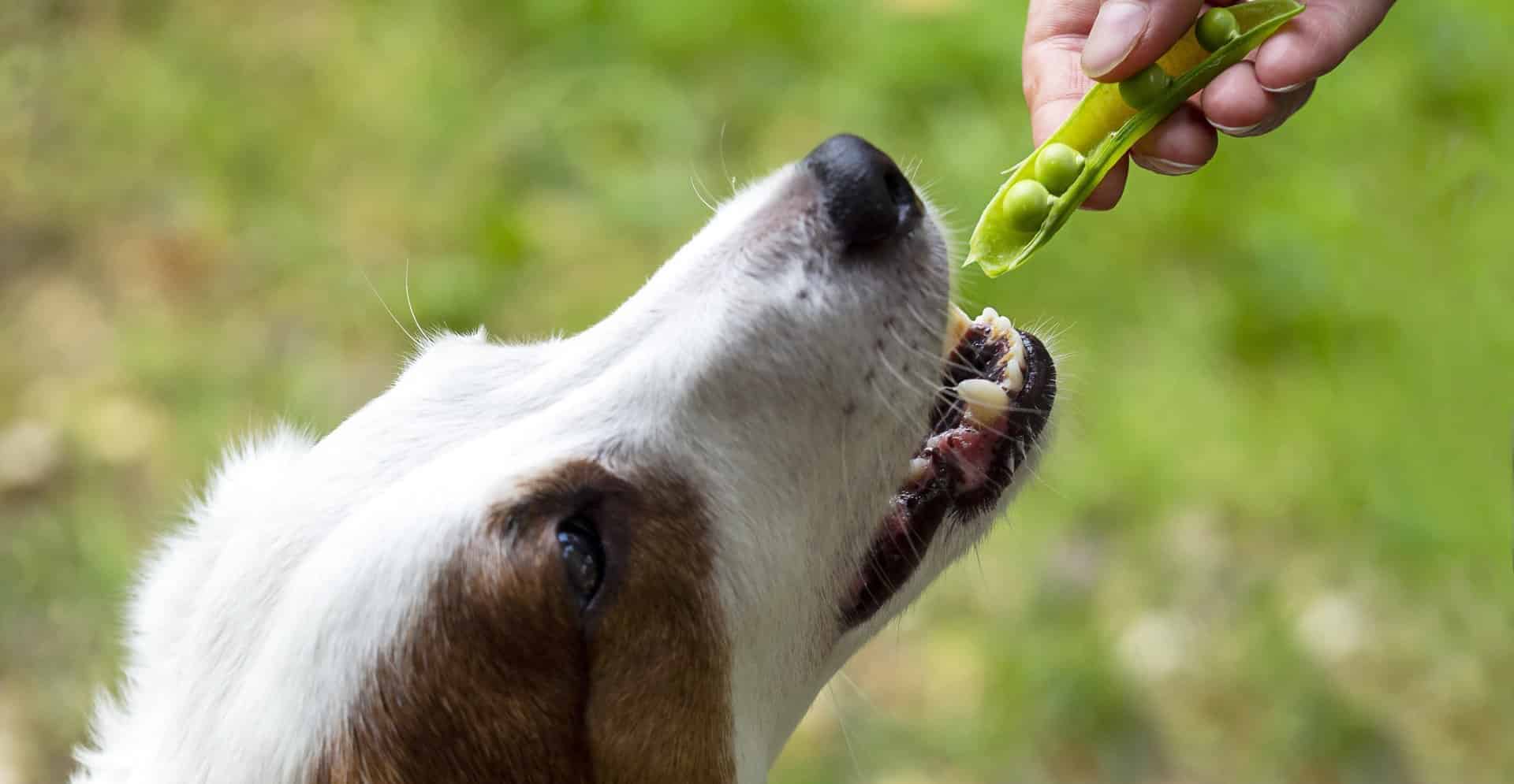 Dog eating peas