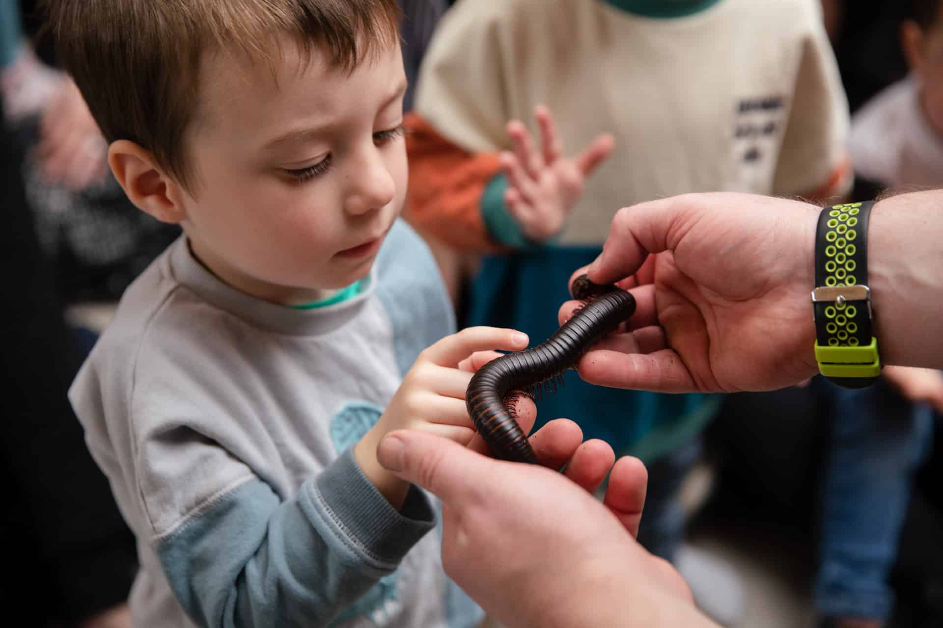 Little boy touching a Millipede during May half-term Zoolab show.