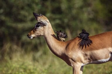 Common Impala In Kruger National Park, South Africa