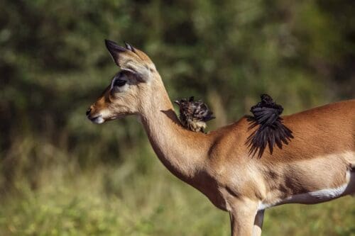 Common Impala In Kruger National Park, South Africa