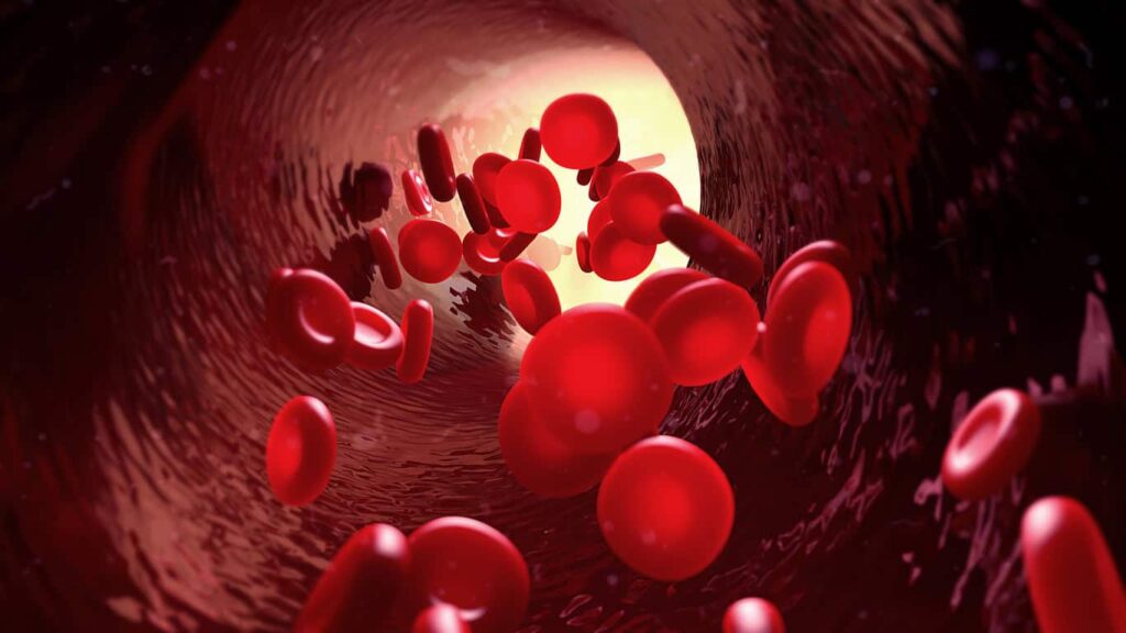Blood In Blood Vessel