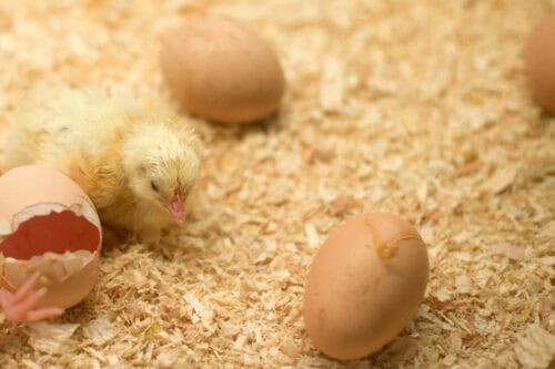 Close up of a baby chick.