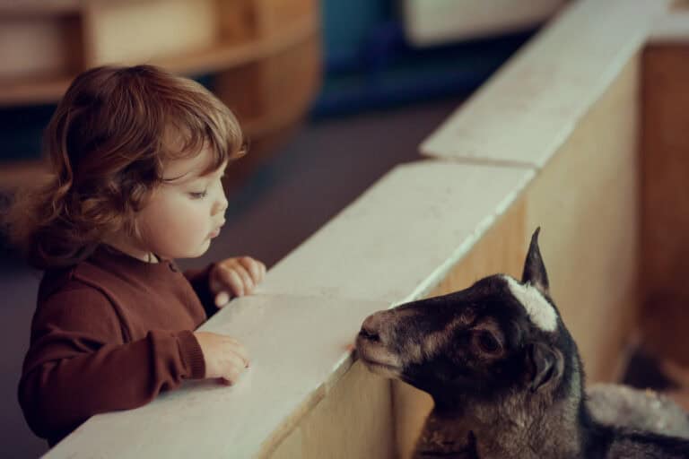 Adorable little girl watching the sheep at the petting zoo, family at the farm, concept of care for the animals.