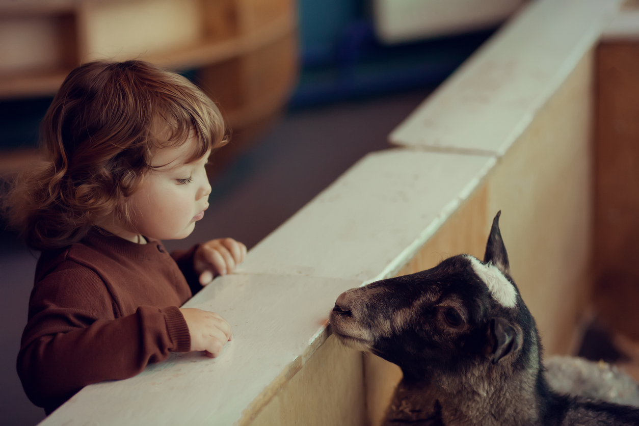 Adorable little girl watching the sheep at the petting zoo, family at the farm, concept of care for the animals.