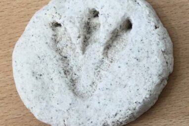Handmade children's dinosaur fossil.