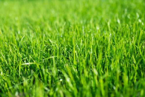 Green grass