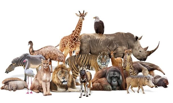 Group Of Wildlife Safari Zoo Animals Together