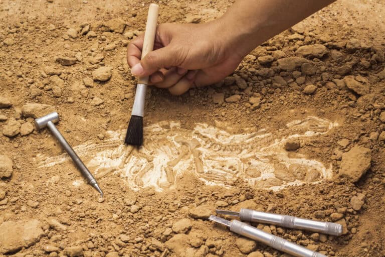 A person brushing dirt from a dinosaur fossil in the ground with tools around it