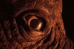 Close Up Of A T. Rex Eye At Newcastle's Life Science Centre