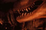 Close Up Shot Of T. Rex Teeth At Newcastle's Life Science Centre